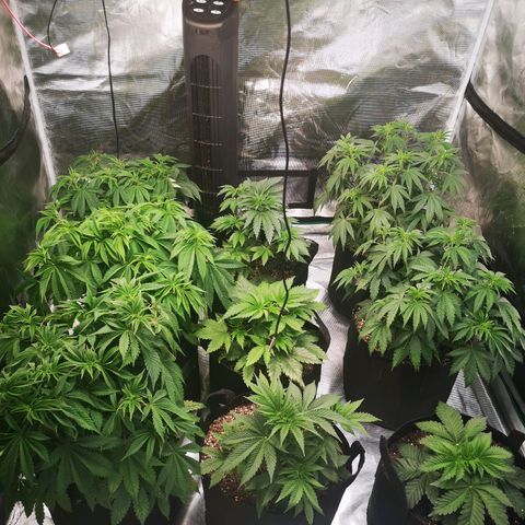 wedding cake growlog timeline photo