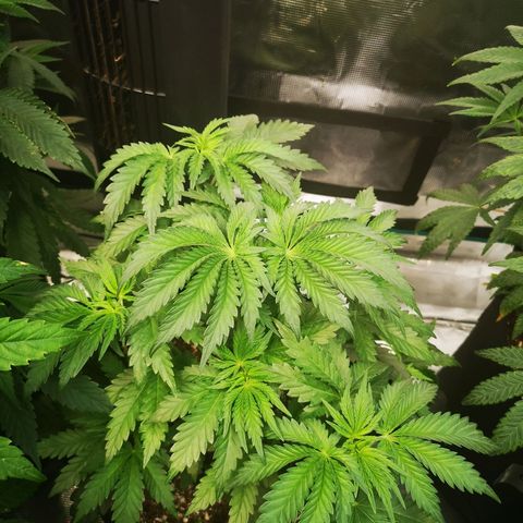 Blueberry cookies 2nd grow growlog timeline photo