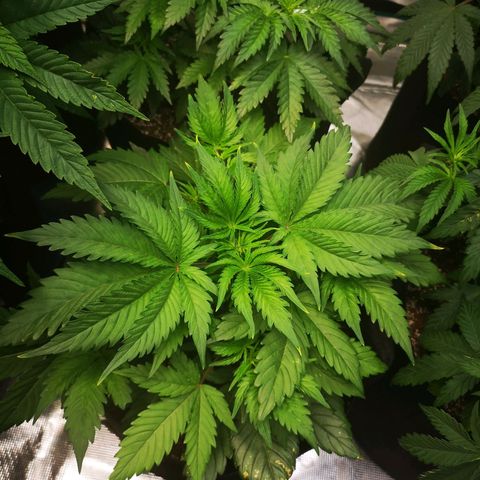 Blueberry cookies 2nd grow 2 growlog timeline photo