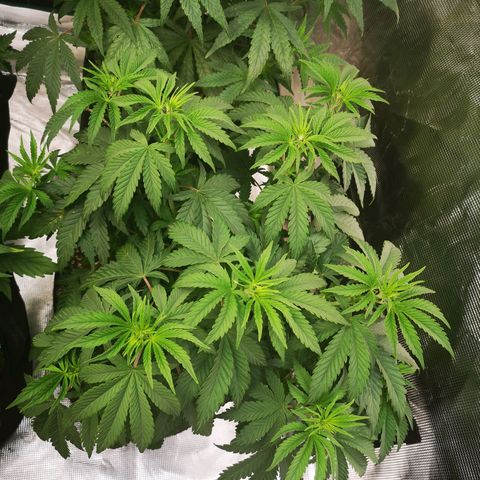 Grape Diamonds growlog timeline photo