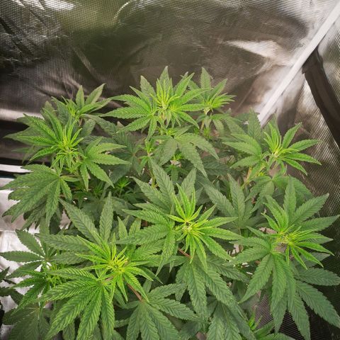 Grape Diamonds 2 growlog timeline photo