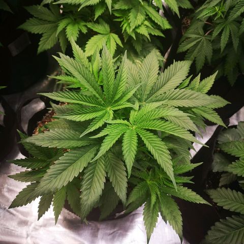 Orange cookie chem 2nd grow growlog timeline photo