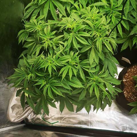 wedding cake growlog timeline photo