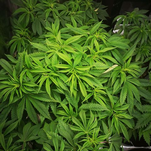 wedding cake 2 growlog timeline photo