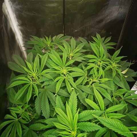 Wedding cake 3 growlog timeline photo