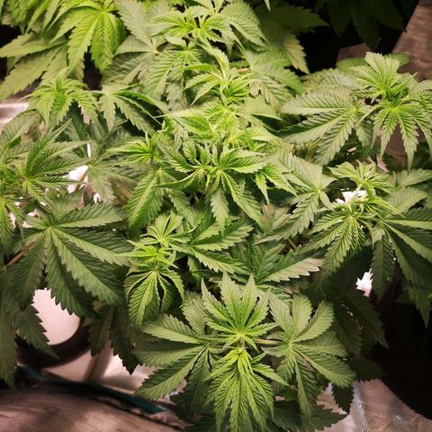 Blueberry cookies 2nd grow growlog timeline photo
