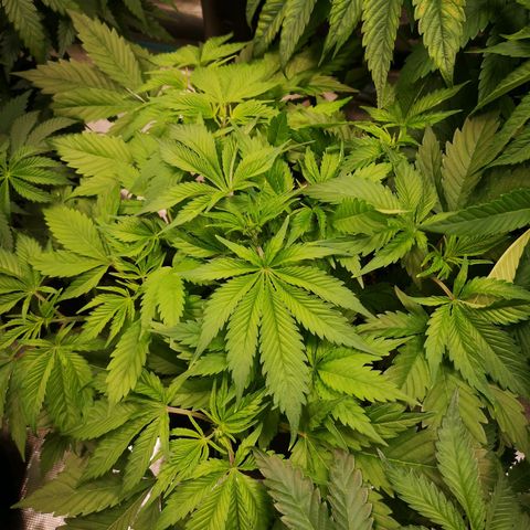 Blueberry cookies 2nd grow 2 growlog timeline photo