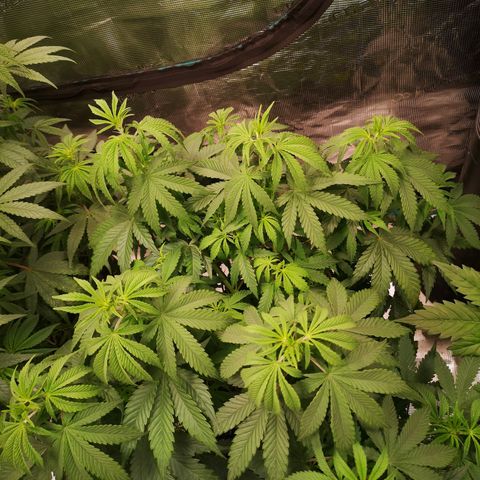 Grape Diamonds growlog timeline photo