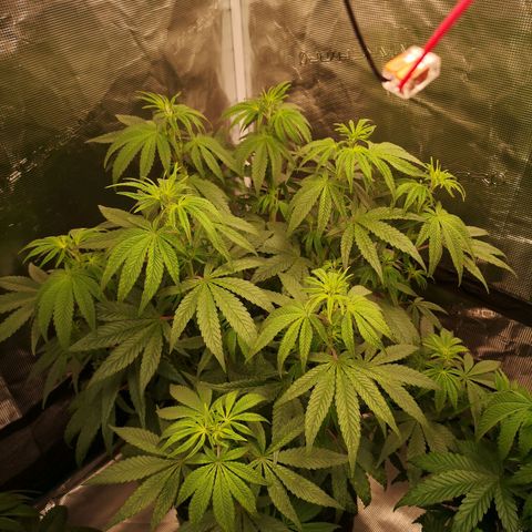 Grape Diamonds 2 growlog timeline photo
