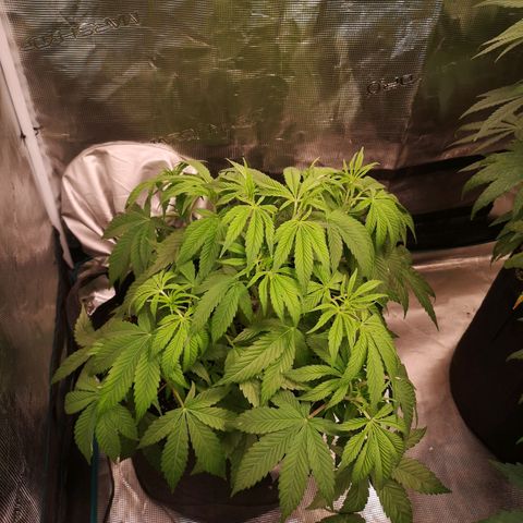 Orange cookie chem 2nd grow growlog timeline photo
