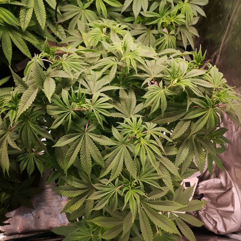 wedding cake growlog timeline photo