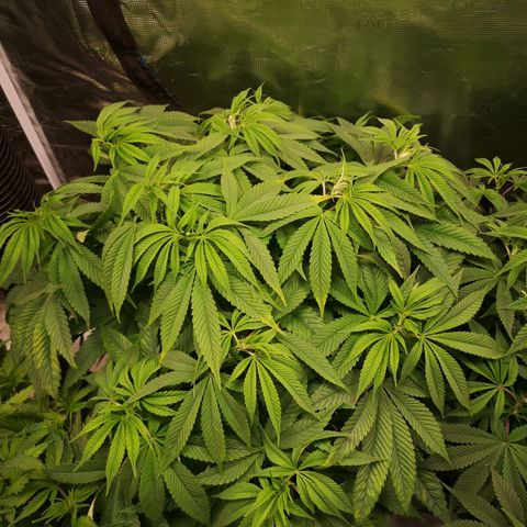 wedding cake 2 growlog timeline photo