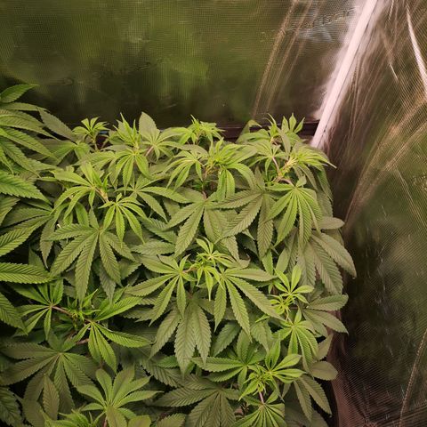 Wedding cake 3 growlog timeline photo