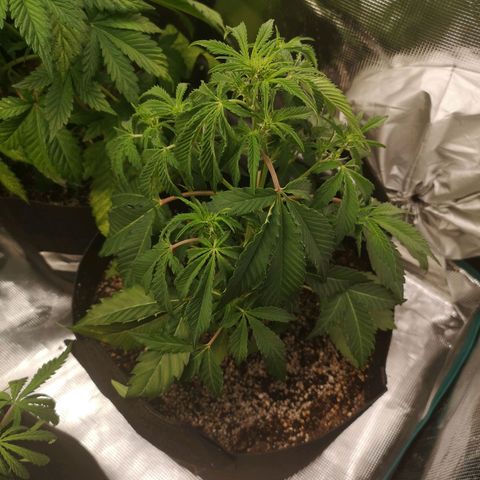avt x 3 bears og growlog timeline photo