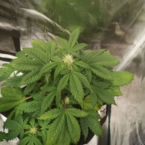 Cdlc growlog timeline photo
