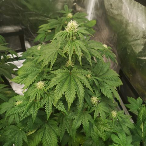 Cdlc 1/2 & 1/2 growlog timeline photo