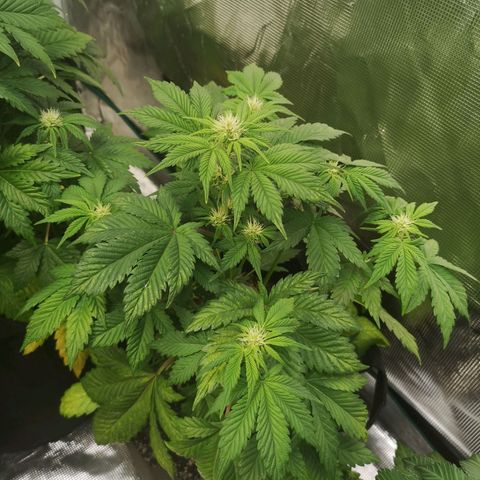 Cdlc myco growlog timeline photo