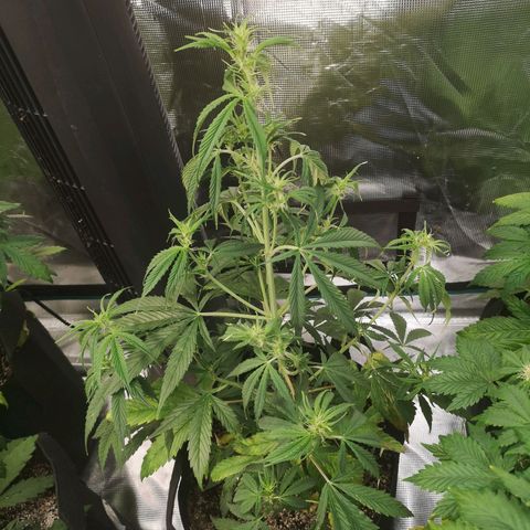Forgotten cookies growlog timeline photo