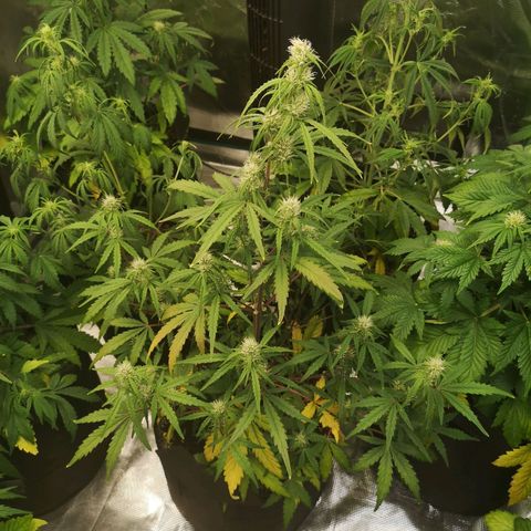 Hubbabubba haze growlog timeline photo