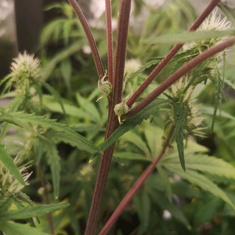 Hubbabubba haze growlog timeline photo