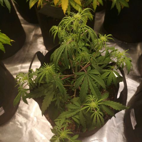 Hubbabubba haze myco growlog timeline photo