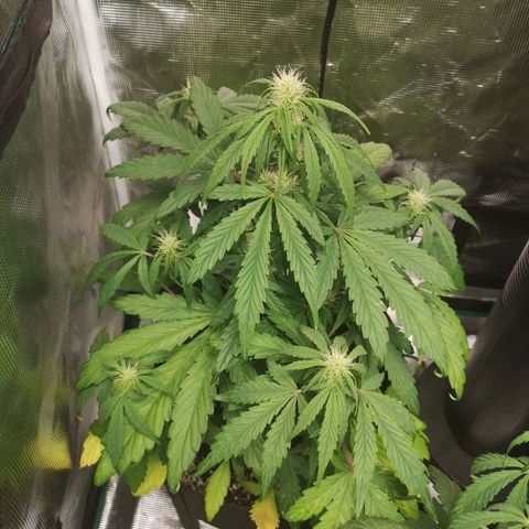 Mango smile growlog timeline photo