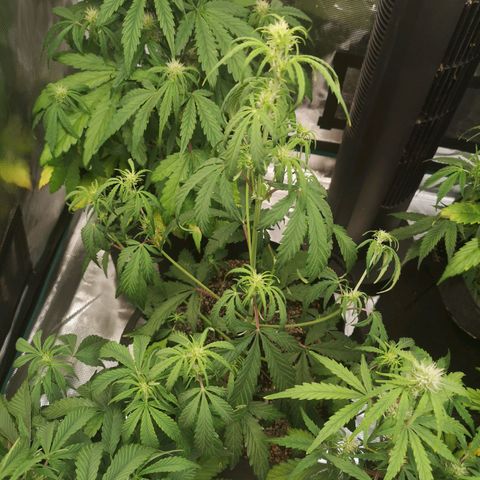 Ripleys og growlog timeline photo