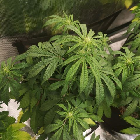 Sour crinkle growlog timeline photo