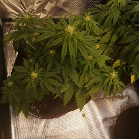 strawberry stomper growlog timeline photo