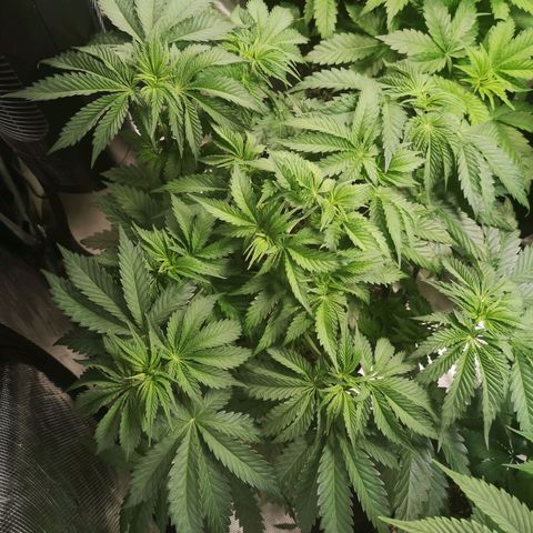 Blueberry cookies 2nd grow growlog timeline photo