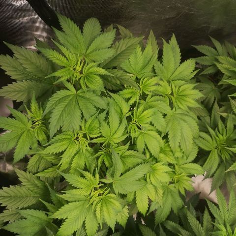 Blueberry cookies 2nd grow 2 growlog timeline photo