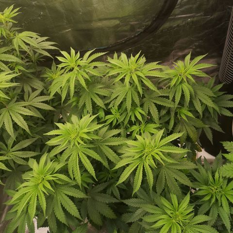 Grape Diamonds growlog timeline photo
