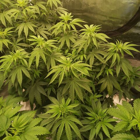 Grape Diamonds growlog timeline photo