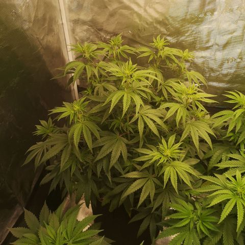 Grape Diamonds 2 growlog timeline photo