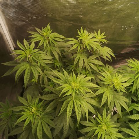 Grape Diamonds 2 growlog timeline photo