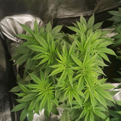 Orange cookie chem 2nd grow growlog timeline photo