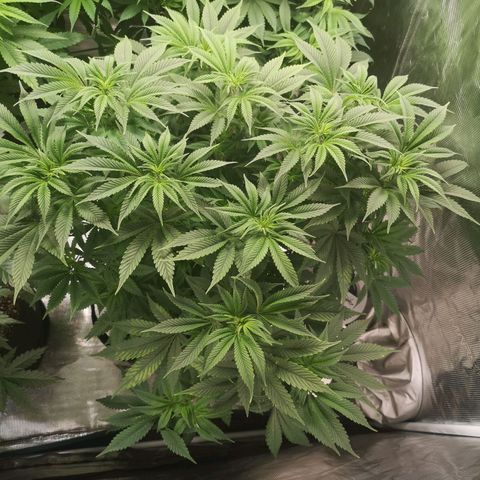wedding cake growlog timeline photo