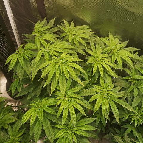 wedding cake 2 growlog timeline photo