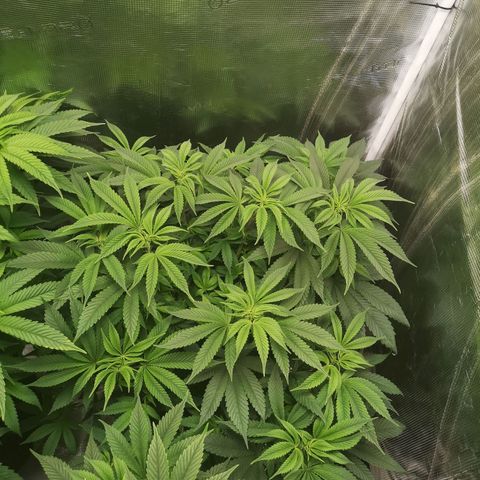 Wedding cake 3 growlog timeline photo