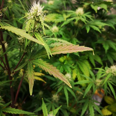 Hubbabubba haze growlog timeline photo