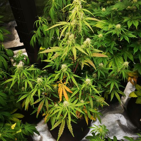 Hubbabubba haze growlog timeline photo