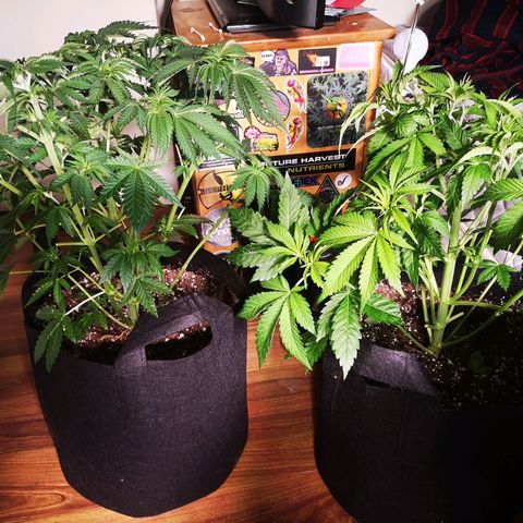 Blueberry cookies 2nd grow growlog timeline photo