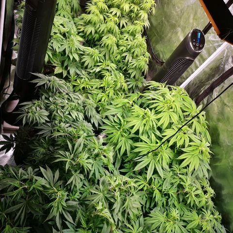 wedding cake growlog timeline photo