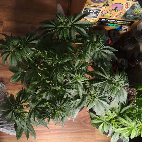 Blueberry cookies 2nd grow growlog timeline photo