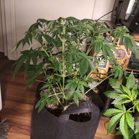 Blueberry cookies 2nd grow growlog timeline photo