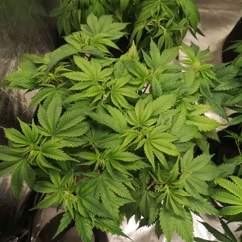 Blueberry cookies 2nd grow 2 growlog timeline photo