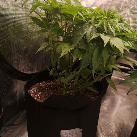 Blueberry cookies 2nd grow 2 growlog timeline photo