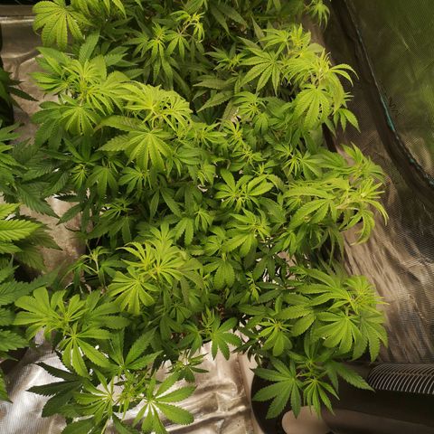 Grape Diamonds growlog timeline photo