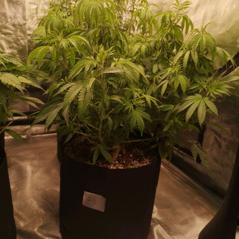 Grape Diamonds growlog timeline photo