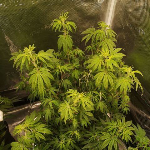 Grape Diamonds 2 growlog timeline photo